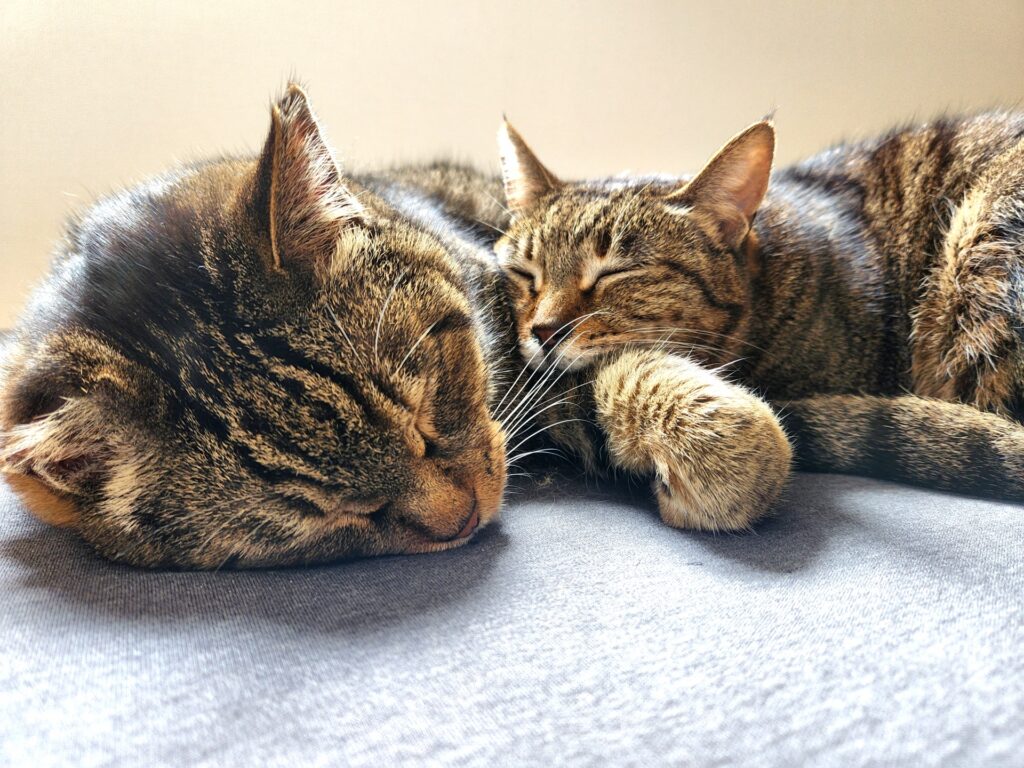 リビングで寝る2匹の猫